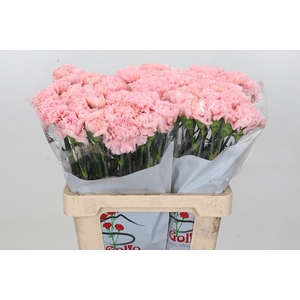 Dianthus St Doncel