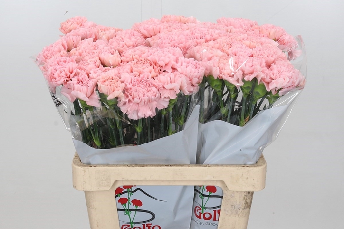 Dianthus St Doncel