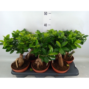 Ficus microcarpa 'Ginseng'