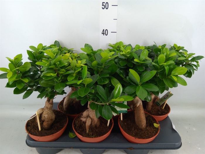 <h4>Ficus microcarpa 'Ginseng'</h4>