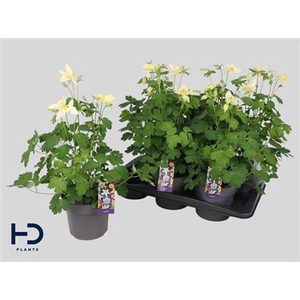 Aquilegia x hybrida Earlybird Yellow