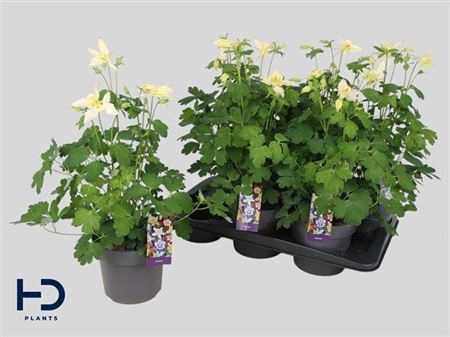 <h4>Aquilegia x hybrida Earlybird Yellow</h4>
