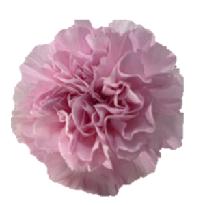 Di St Thalia Light Pink 75cm CO