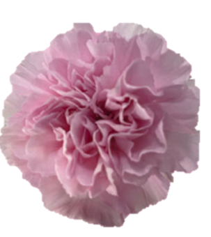 <h4>Di St Thalia Light Pink 75cm CO</h4>