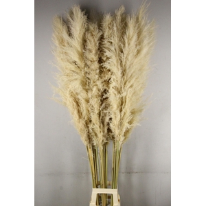 DF Pampas 180cm Natural Cream