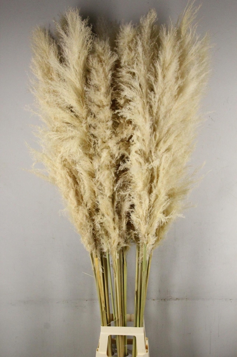 <h4>DF Pampas 180cm Natural Cream</h4>