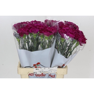Dianthus St Ghemme