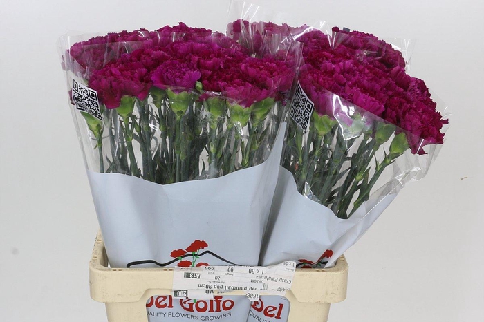 <h4>Dianthus St Ghemme</h4>