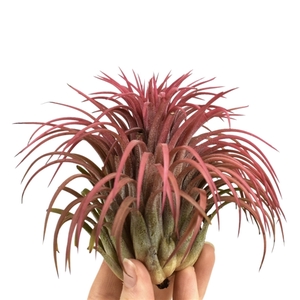 Tillandsia ionantha rood xxxl