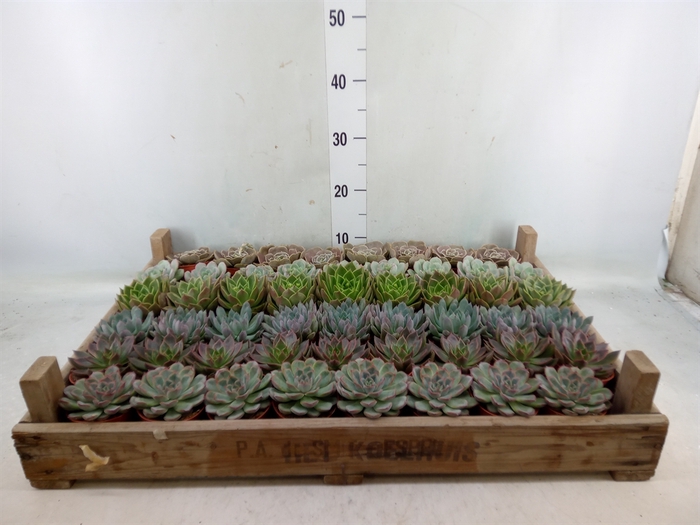 <h4>Echeveria   ...</h4>