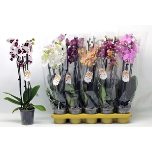 PHAL GEM