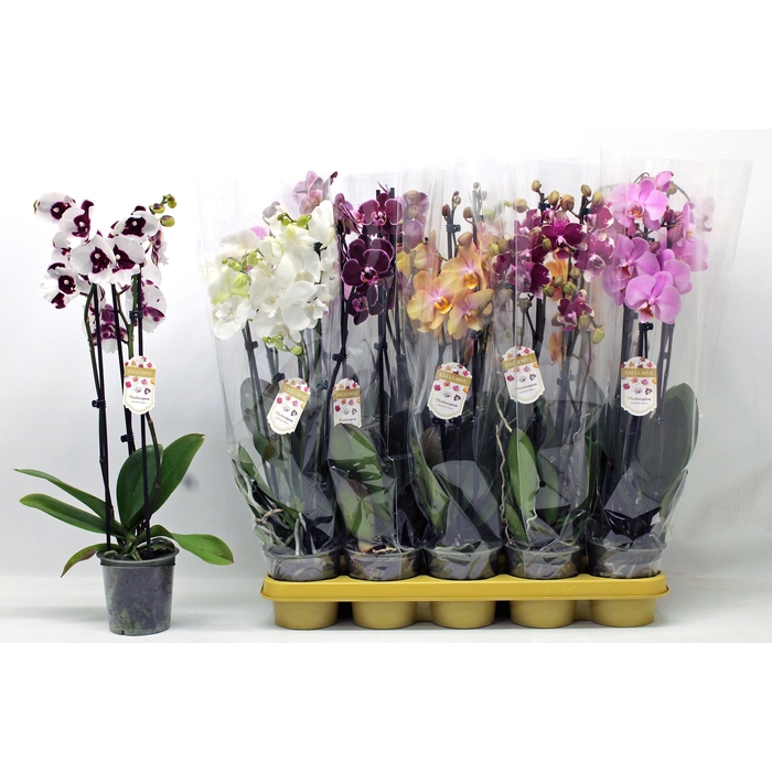 <h4>PHAL GEM</h4>