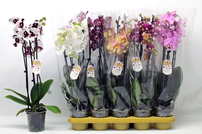 PHAL GEM