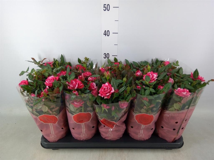 <h4>Rosa  'Tunesie Twin Colour Star'</h4>