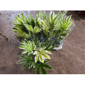 Fatsia japonica 'Spiderweb' P14