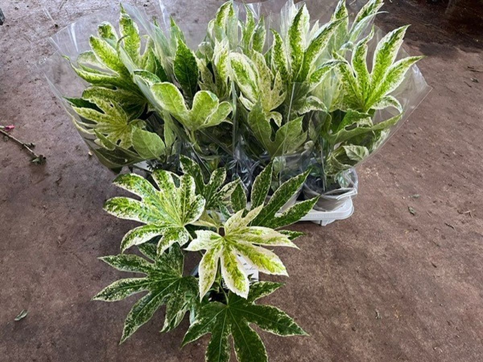 <h4>Fatsia japonica 'Spiderweb' P14</h4>