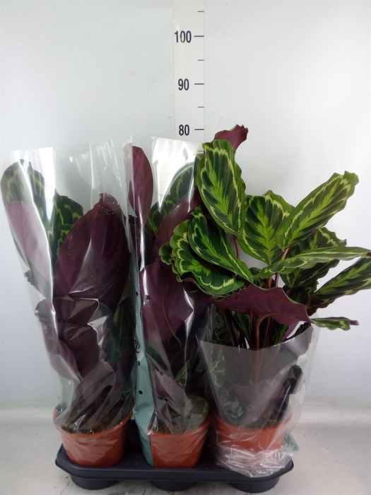 <h4>Calathea  'Medallion'</h4>