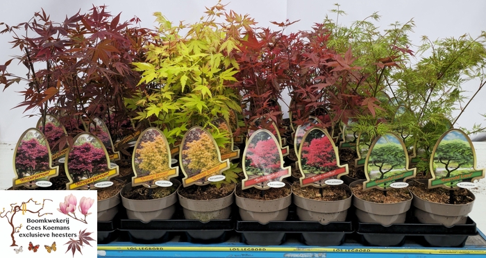 <h4>ACER PALMATUM</h4>