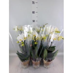 Phalaenopsis   ...white