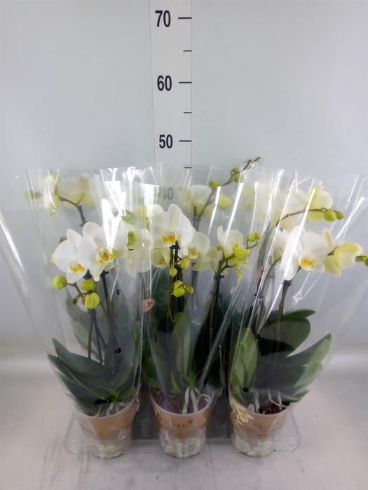 <h4>Phalaenopsis   ...white</h4>