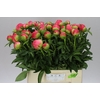 Paeonia Coral Sunset