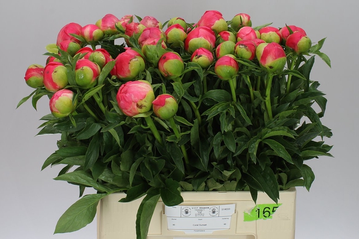 <h4>Paeonia Coral Sunset</h4>