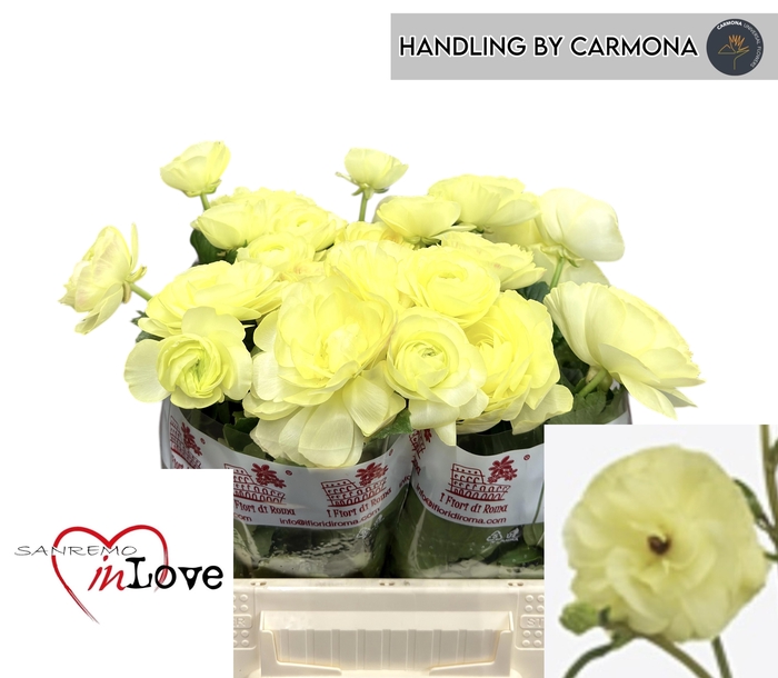 <h4>RAN N MODERNA LIMON</h4>