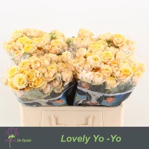 Rosa spray lovely yo-yo