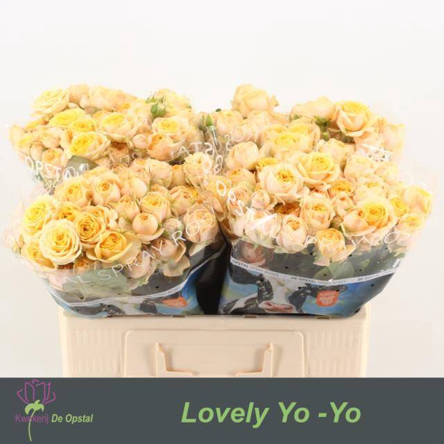 Rosa spray lovely yo-yo