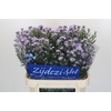 Aster Cassandra