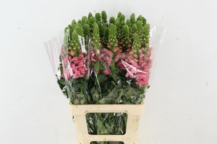 <h4>ANTIR POTO ROYAL</h4>