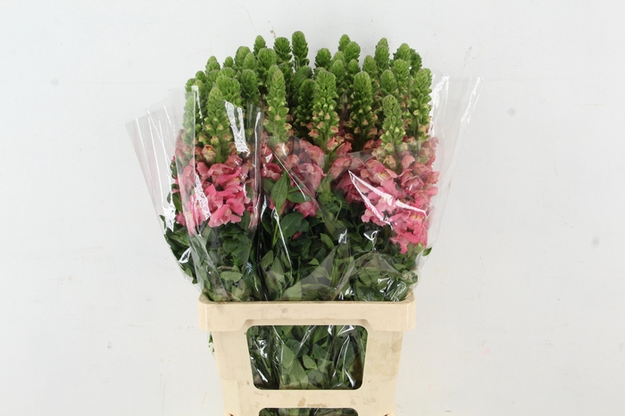 <h4>ANTIR POTO ROYAL</h4>