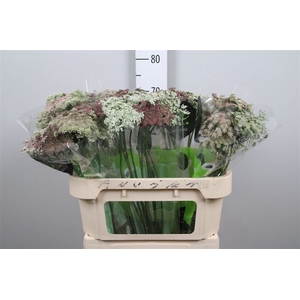 Daucus Carota Dara