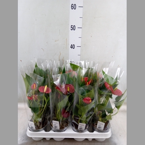 Anthurium andr. 'Success Red'