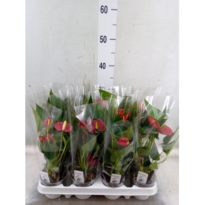Anthurium andr. 'Success Red'
