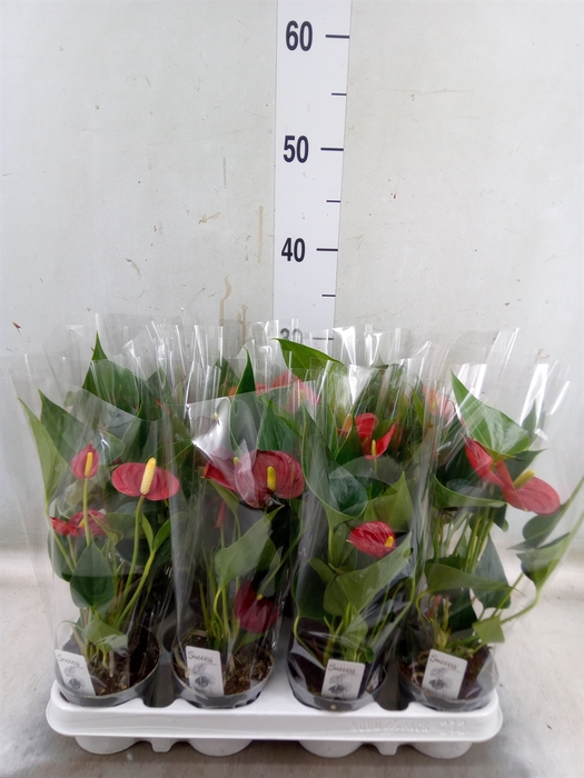 <h4>Anthurium andr. 'Success Red'</h4>