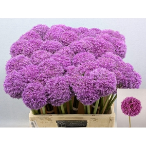 ALLIUM GIGANTEUM