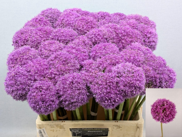 <h4>ALLIUM GIGANTEUM</h4>
