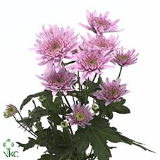 MATTH IRON CHERRY BL