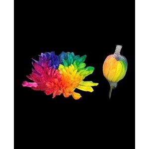 Chr G Antonov Rainbow