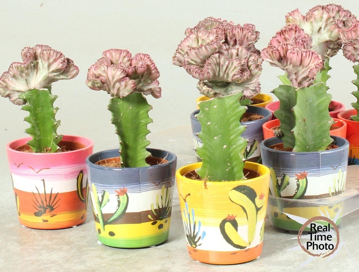 <h4>EUPHOR LAC CRISTATA</h4>