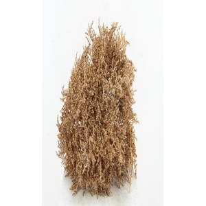 DF Gonio Tat. Bs Antique Gold.15pc