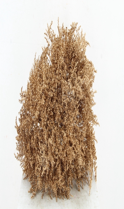 <h4>DF Gonio Tat. Bs  Antique Gold.15pc</h4>