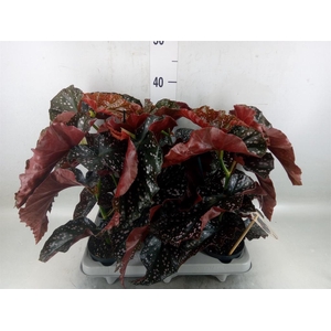 Begonia maculata