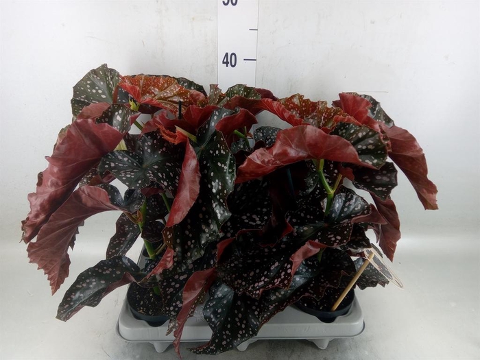 <h4>Begonia maculata</h4>