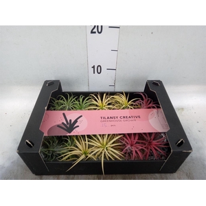 Tillandsia ionantha