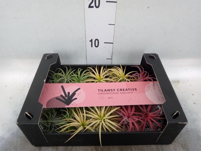 <h4>Tillandsia ionantha</h4>