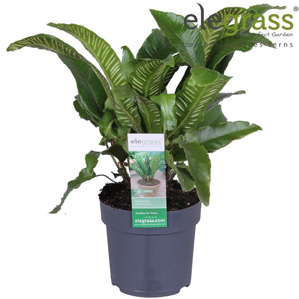 Asplenium scolopendrium P14