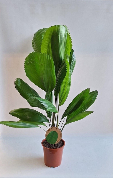 <h4>Licuala Grandis 19 cm</h4>