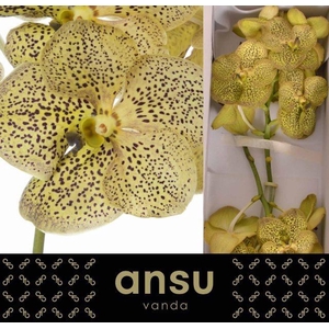 VANDA SU CHEE CITRON